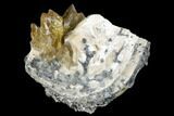 Partial Fossil Clam With Fluorescent Calcite - Ruck's Pit, FL #175661-1